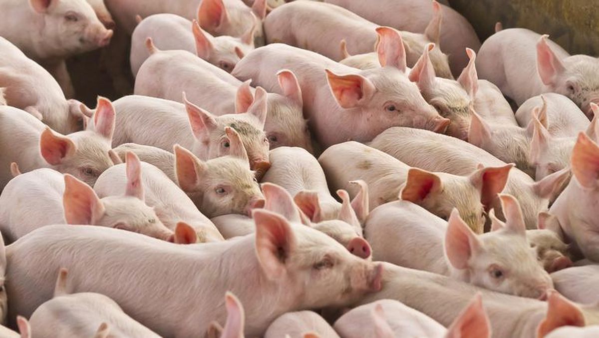 pengharaman babi dalam islam